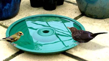 Birdbath on the ground